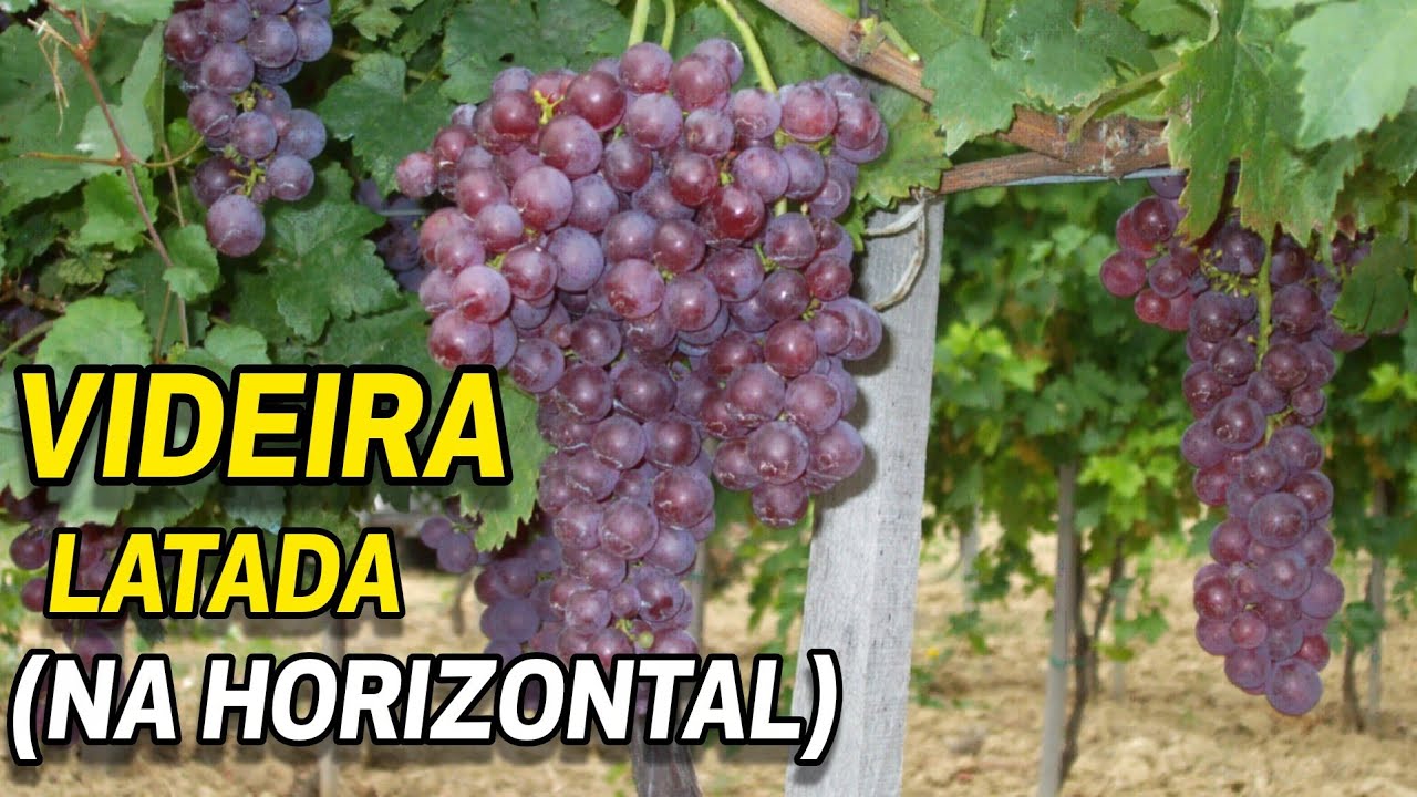 Como conduzir a videira em LATADA ou CARAMANCHÃO | Condução da videira (PARTE 2)