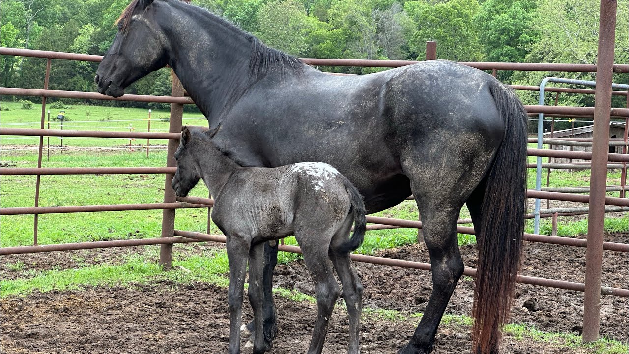 IT’S A GIRL💜- Rescue Andalusian- Belita had her foal!