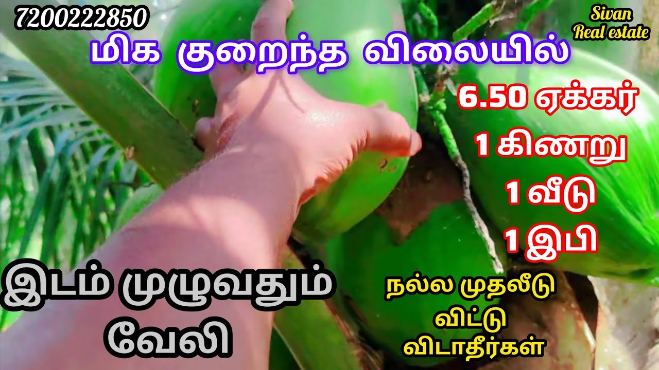 6.50 ஏக்கர் தெண்ணை தோப்பு விற்பனைக்கு தென்காசி மாவட்டம் வாசுதேவநல்லூர் அருகில் அமைந்துள்ளது