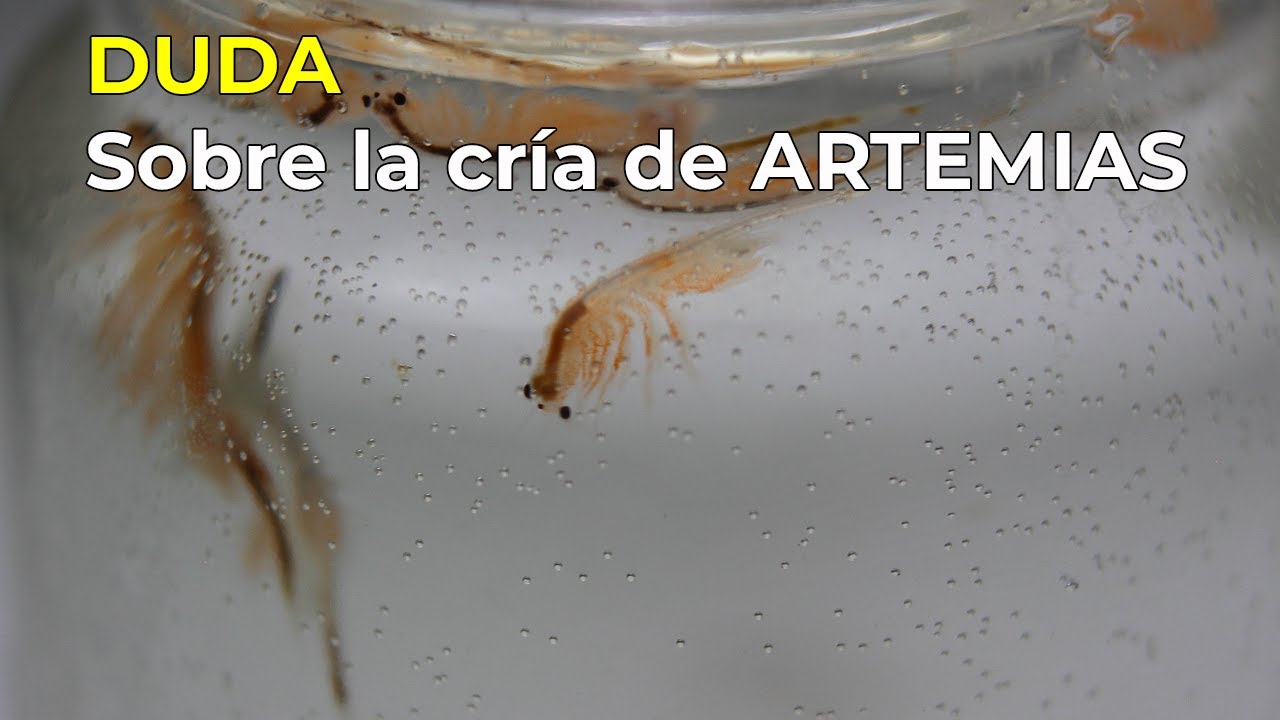 Dudas sobre la artemia 