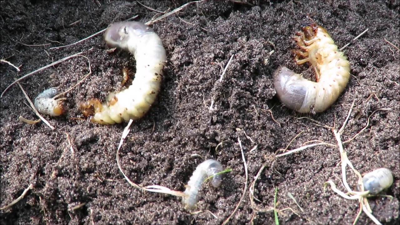 Droogte 2018 en engerlingen