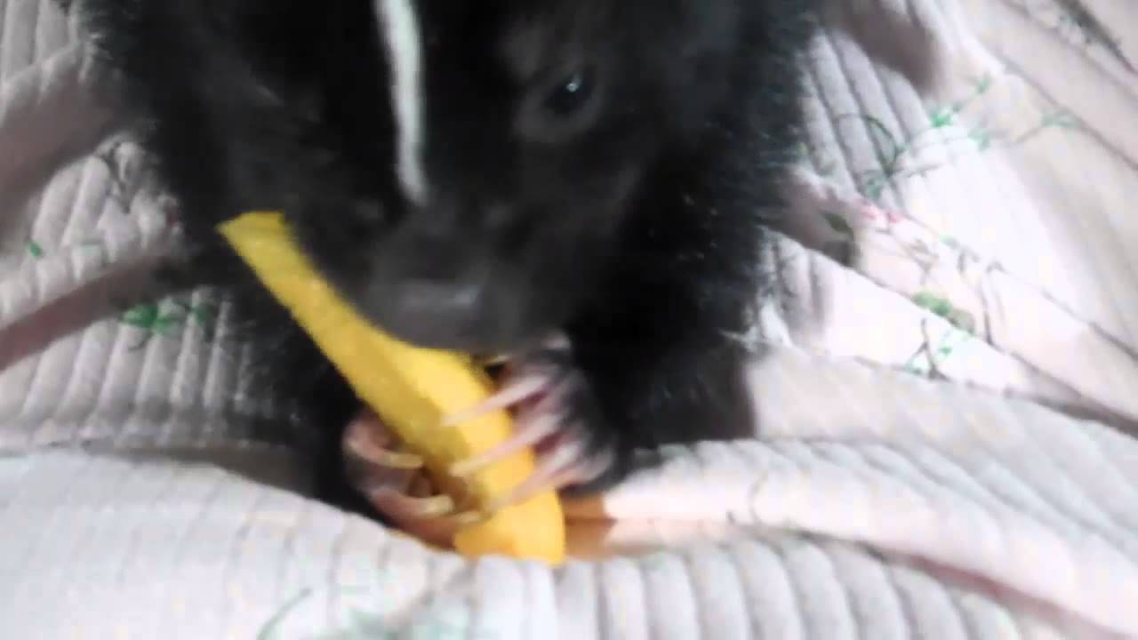 Pet skunk eating a pepper 2/14/16