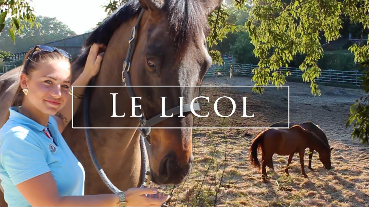 LE LICOL POUR CHEVAL 🌸