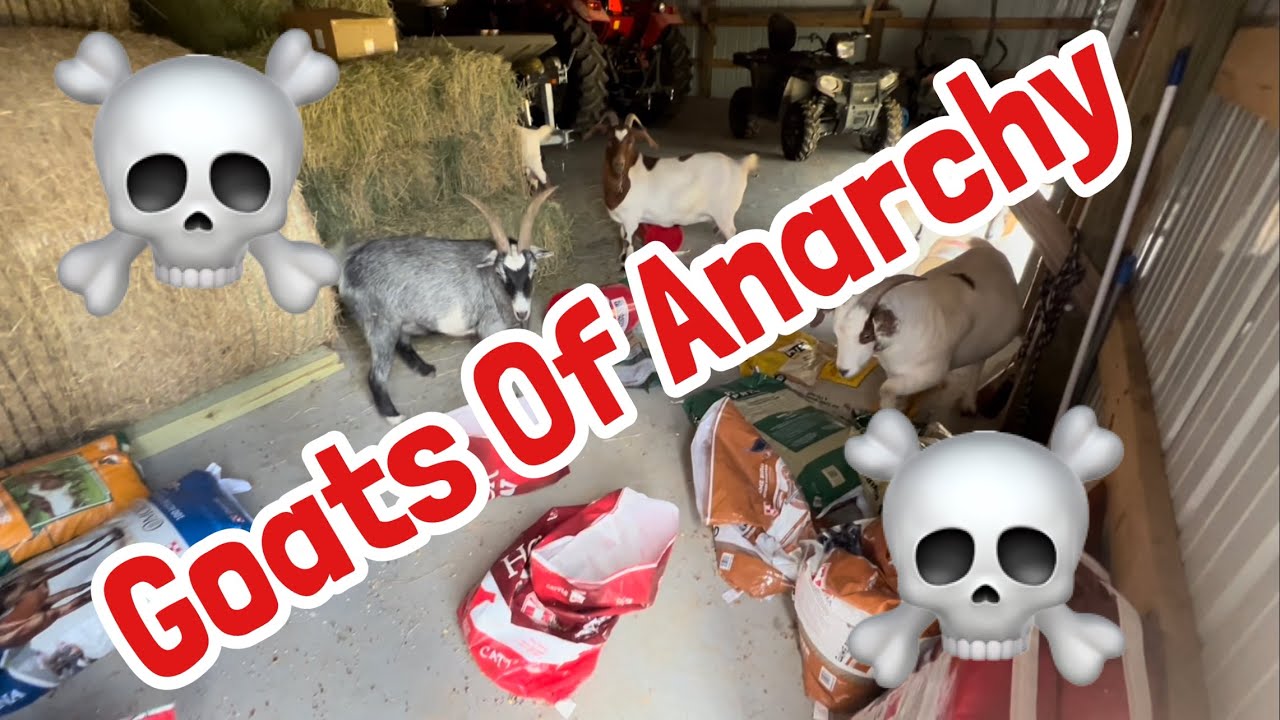 Goats of Anarchy