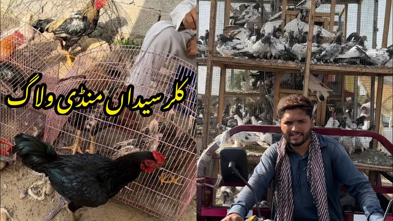 Kallar Syedan Mandi Vlog