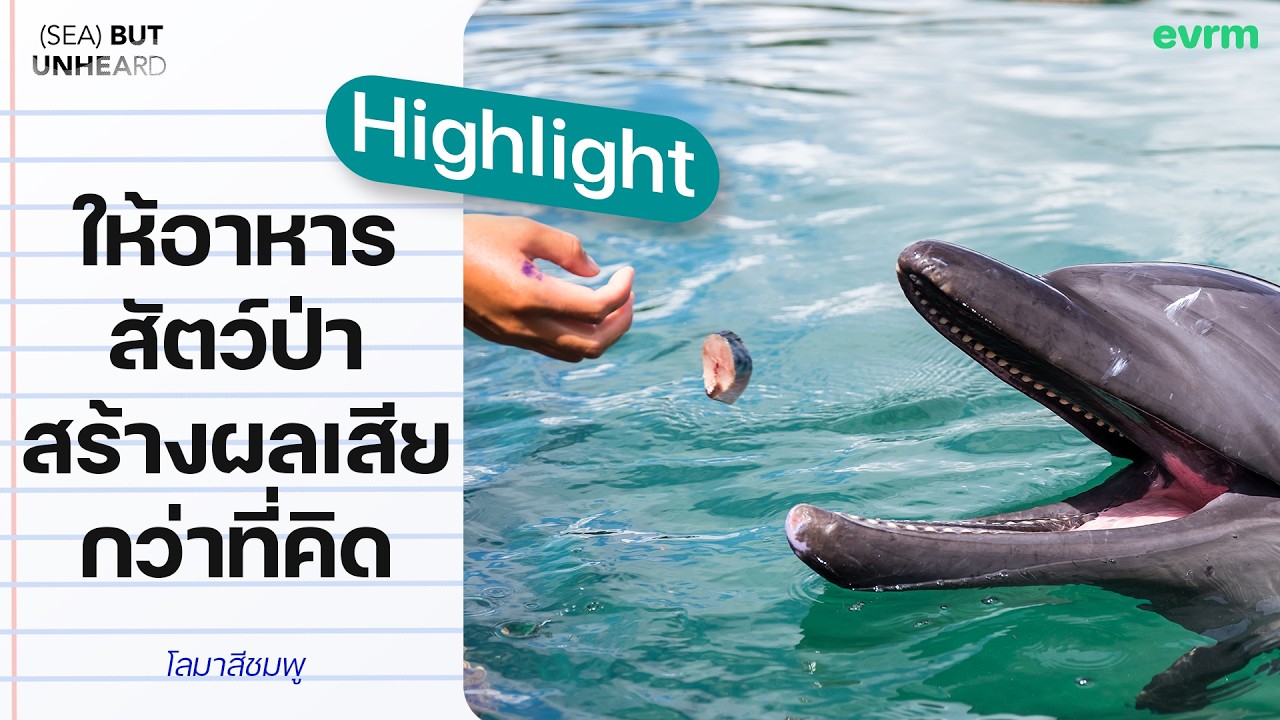 ทำไมการให้อาหารสัตว์ในธรรมชาติ สร้างผลเสียกว่าที่คิด ? I Highlight Sea but Unheard Podcast
