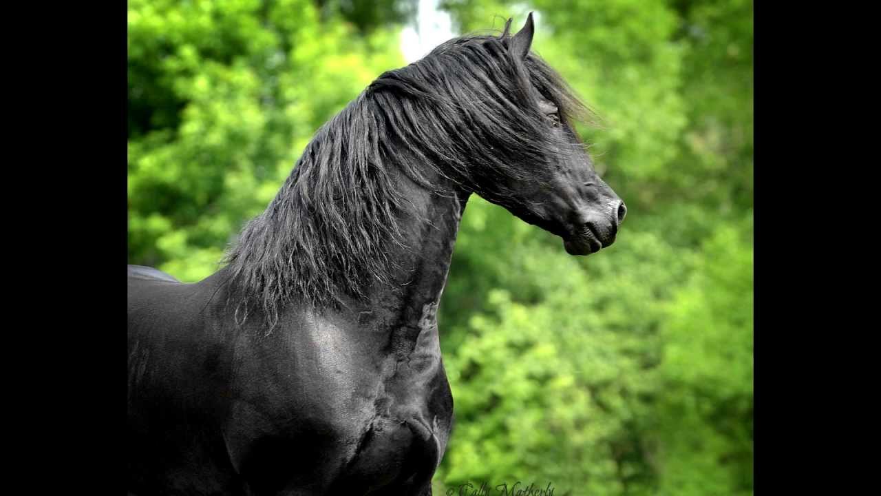 KFPS Approved Friesian Stallion  ~ Date 477
