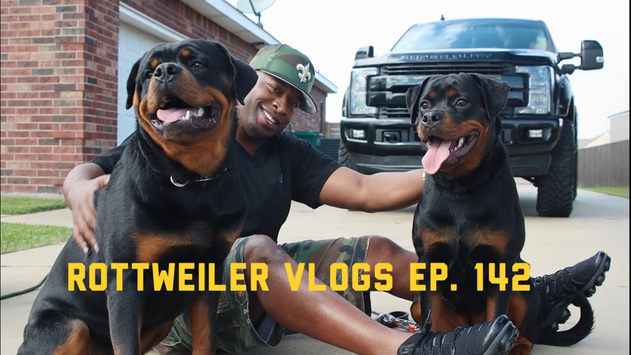 Debonair Rottweiler Kennels | Rottweiler Vlogs Ep. 142 | Mizzo & Mack | Carlon Harrison