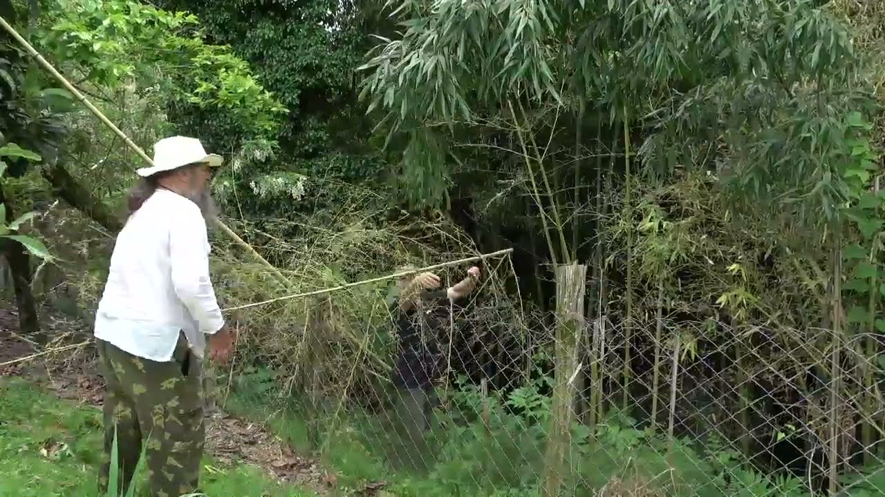 Бамбук - способы применения