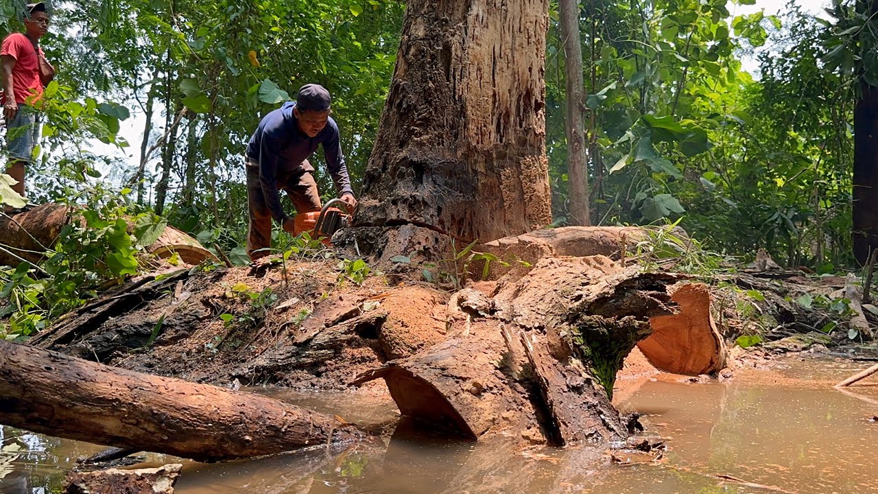 skill & guts ‼️ Cut down 3 old trees quickly and safely.