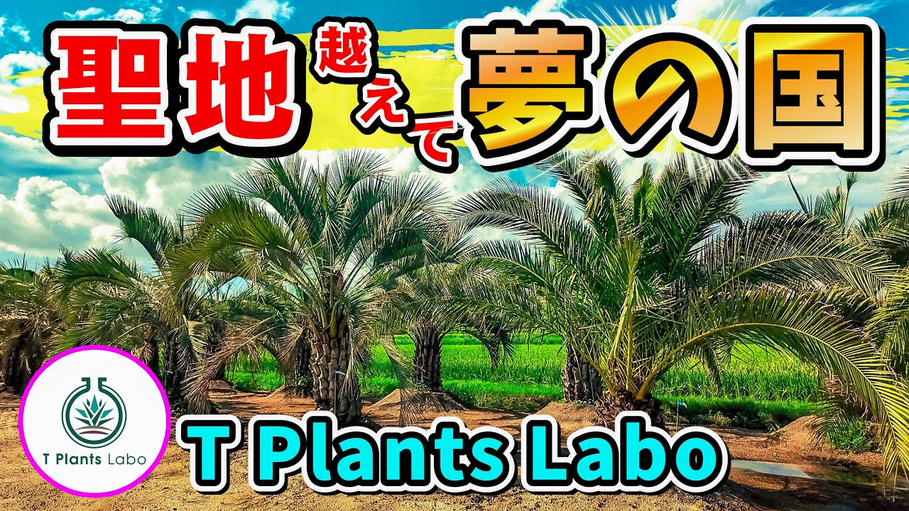 【植レポ】 リニューアル後T Plants Laboは聖地を越えて夢の国になってた No.135
