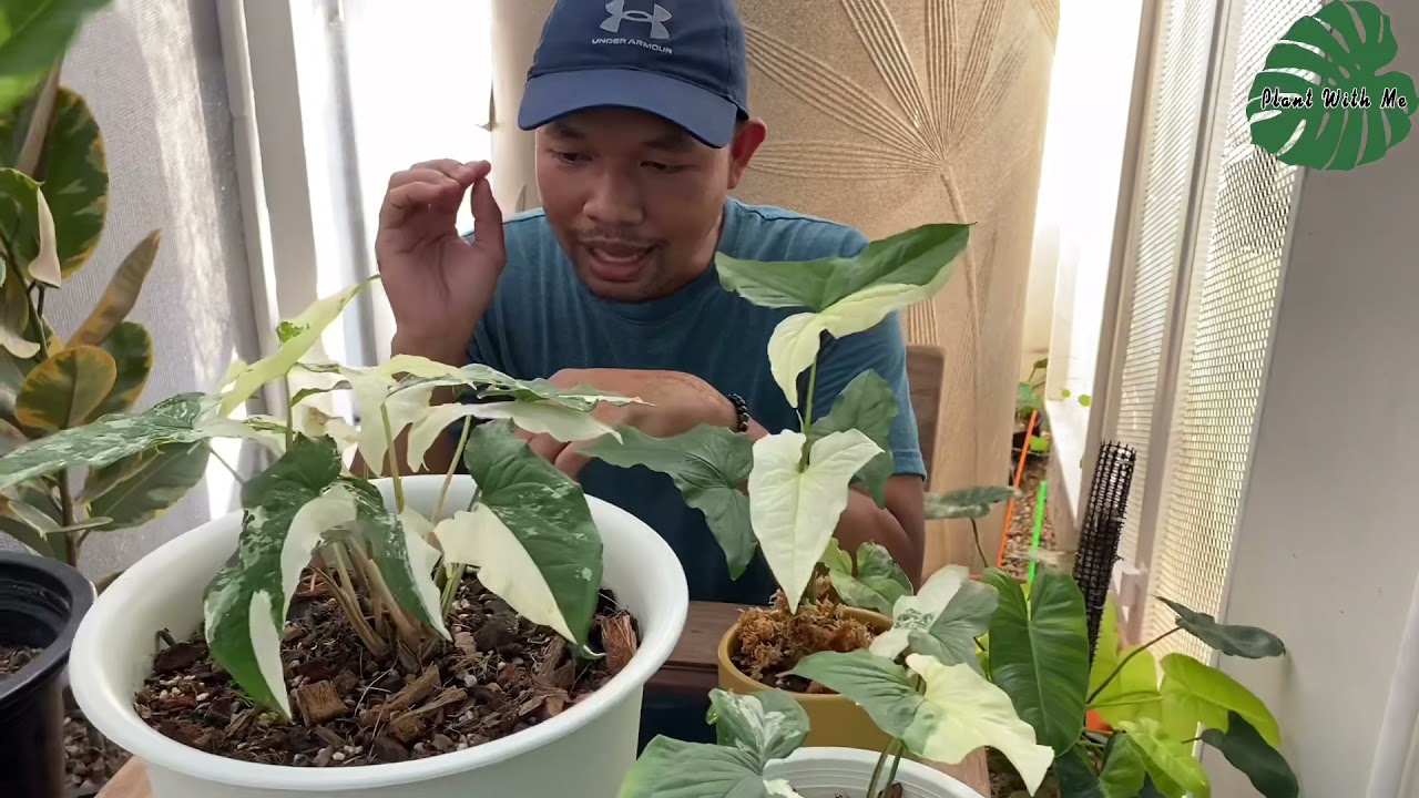 เทียบเงินไหลมาด่างขาวฮอลแลนด์กับเงินไหลมาด่างขาวปกติ | Plant With Me