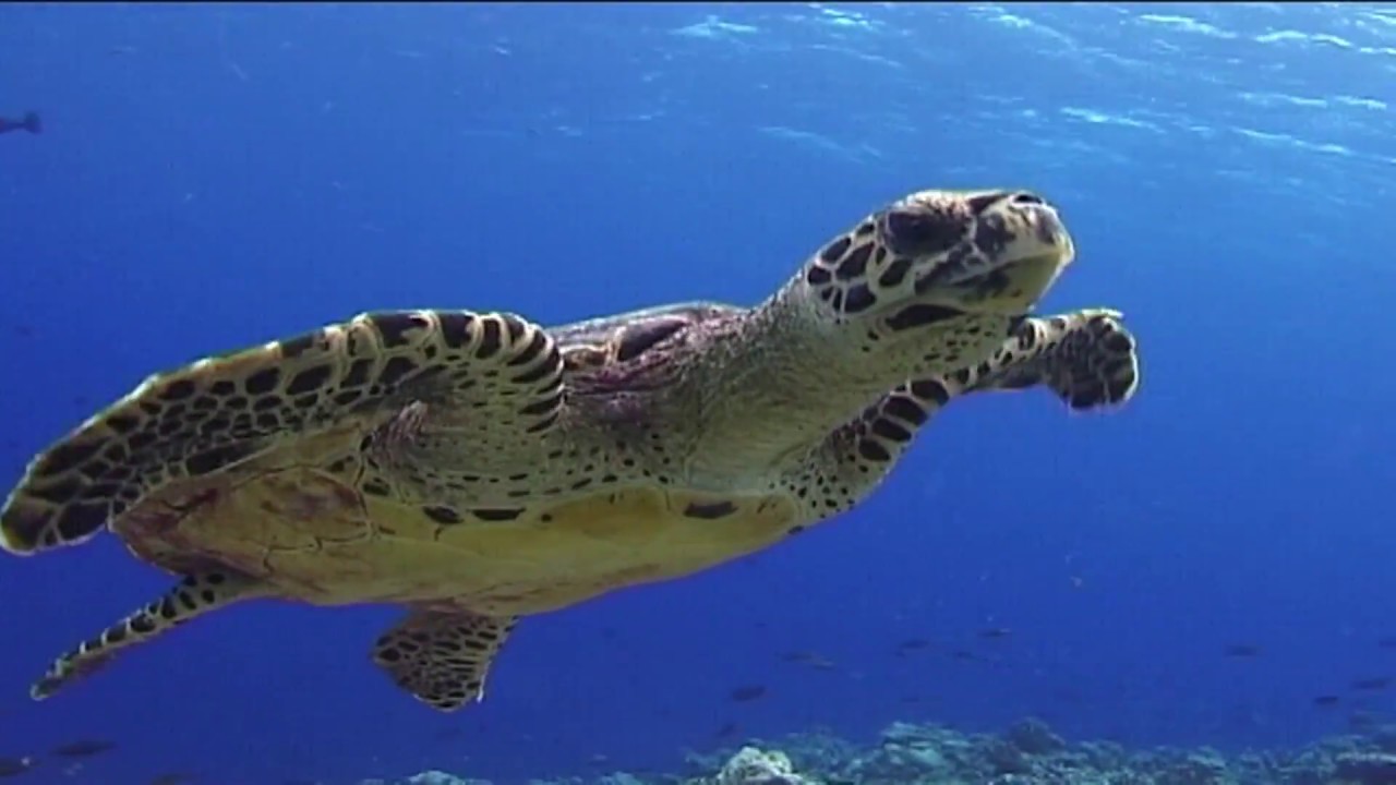 Maldive, il mare dei sogni