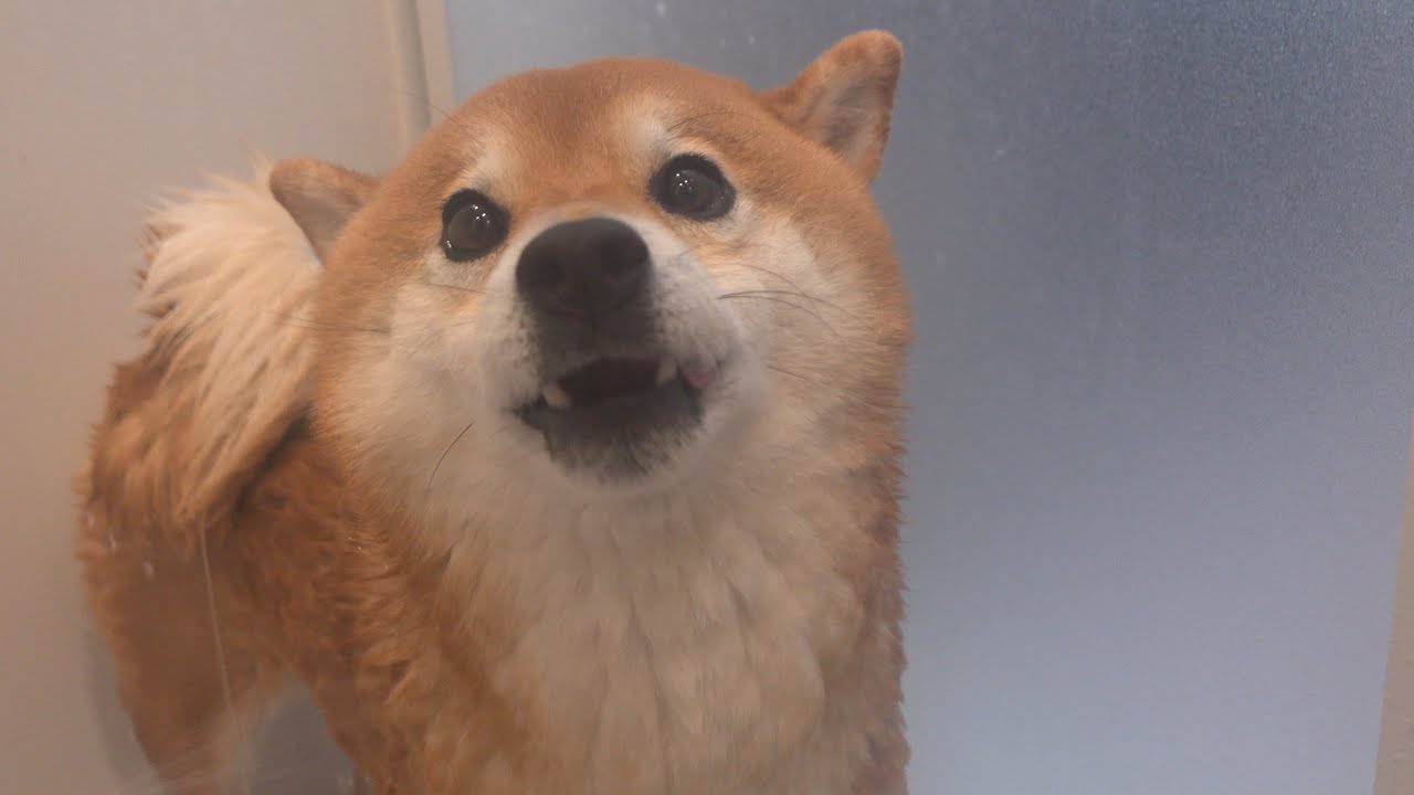 【柴犬シャワー苦情】犬語の高い声が響き渡る！可愛さＭＡＸな瞬間。