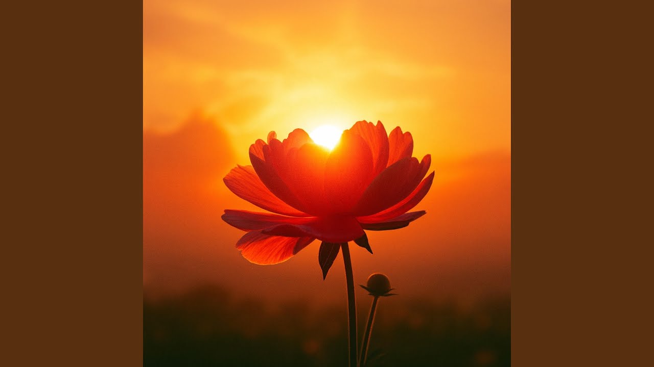 A Daily Dose of Sunshine