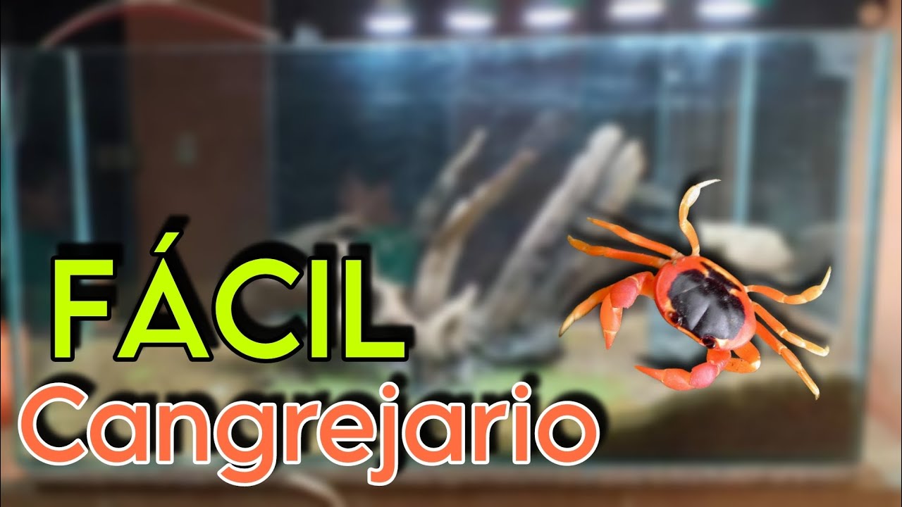 Cómo tener un CANGREJO ROJO | CANGREJARIO FACIL Y ECONÓMICO
