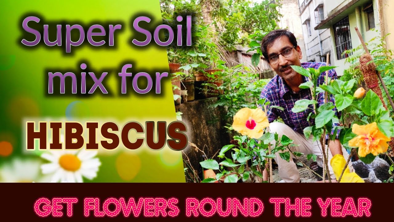 Super Soil mix for HIBISCUS to get maximum flowers Round the Year