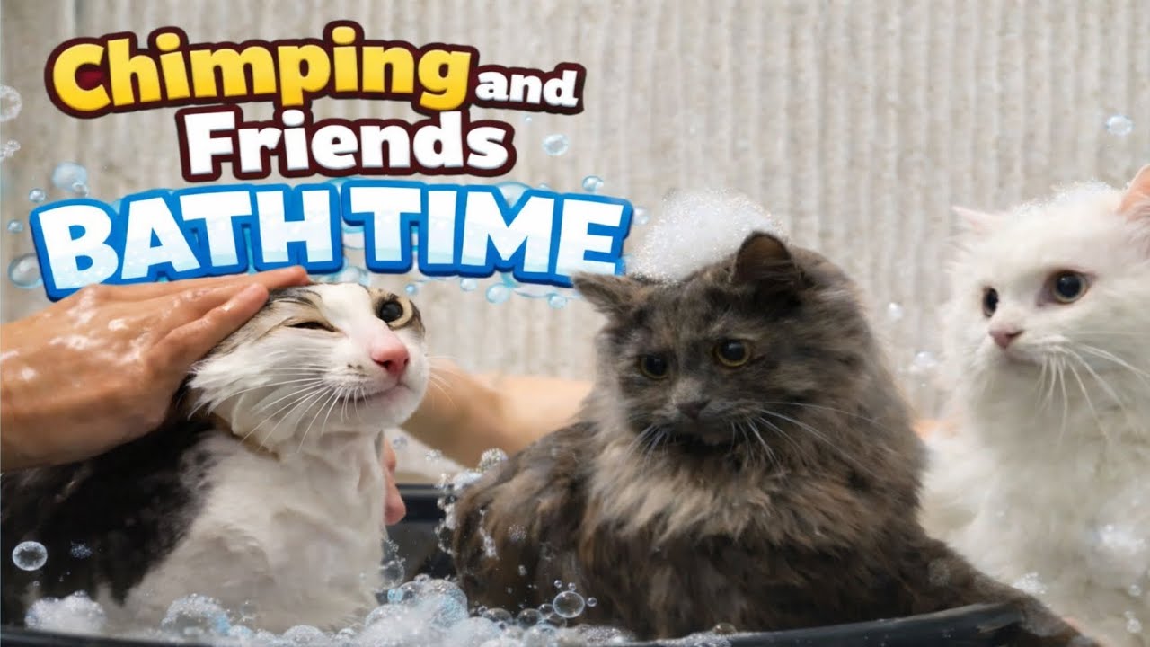 CHIMPING and friends BATH TIME