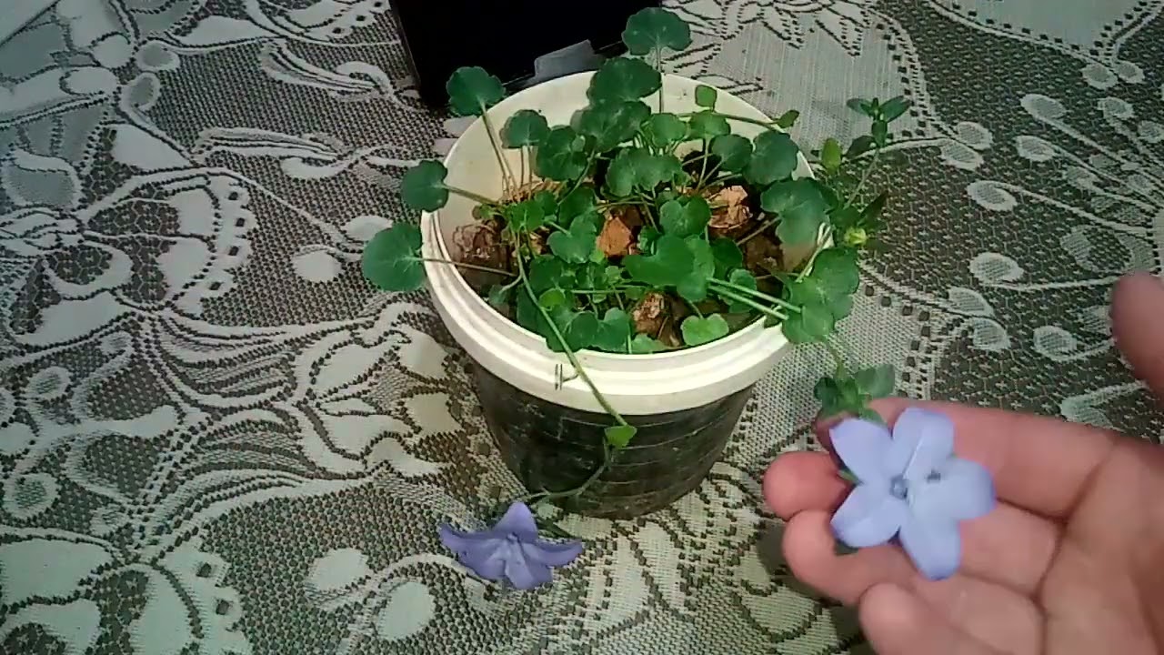 Maviş çiçeği bakımı ve çoğalması 🌸🌸🌸🌺🌺🌺🌼🌼🌼🌻🌻💐💐💐