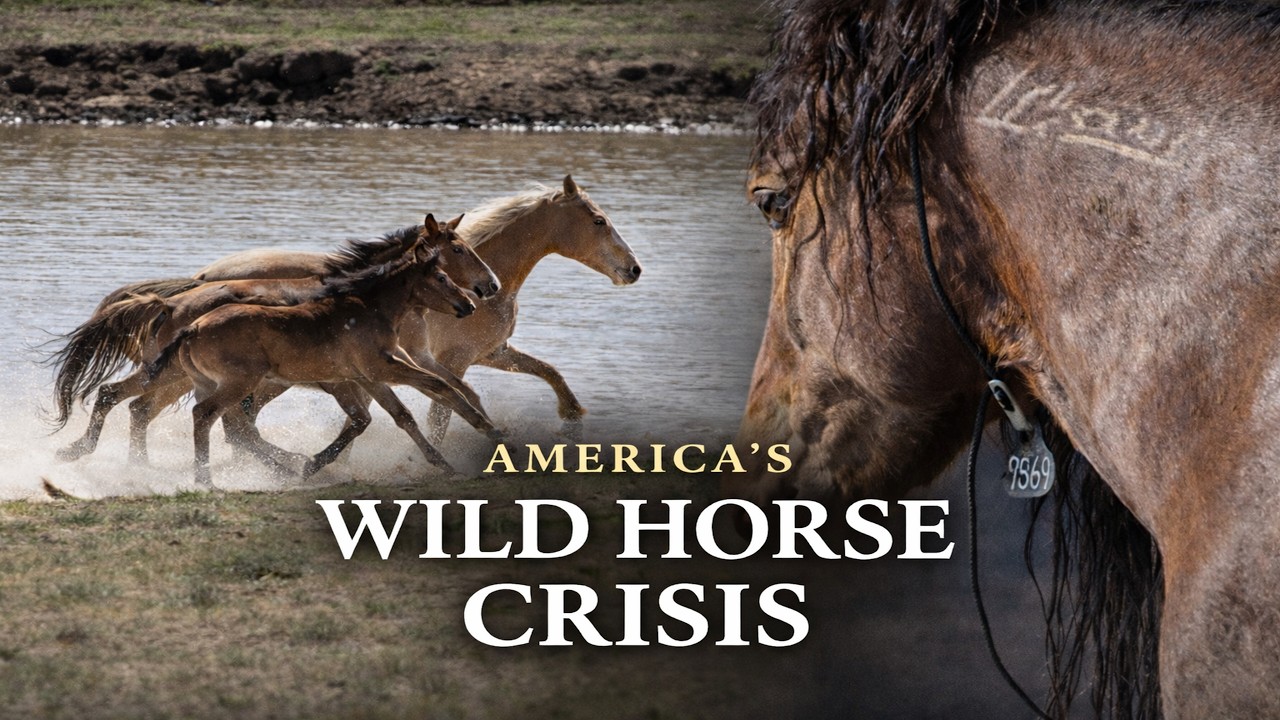 America's Wild Horse Crisis  #wildhorses