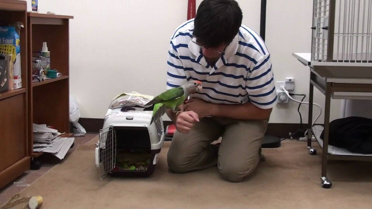 Truman Cape Parrot - Coming Home