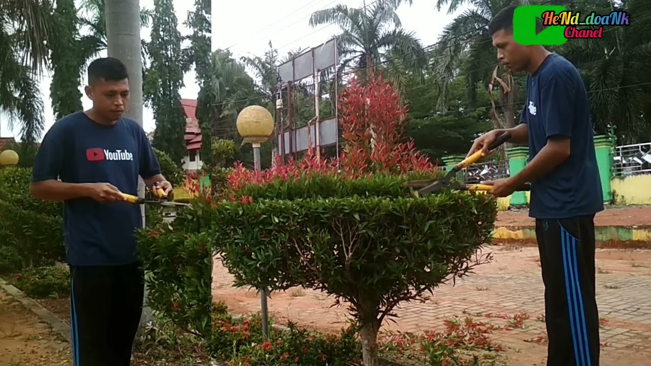 Pemangkasan Ringan Daun Pucuk Merah . Motif Logo Di Kantor//part3