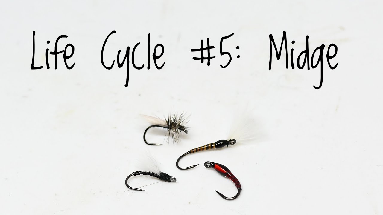 Life Cycle #5: Midge - Fly Tying Tutorial