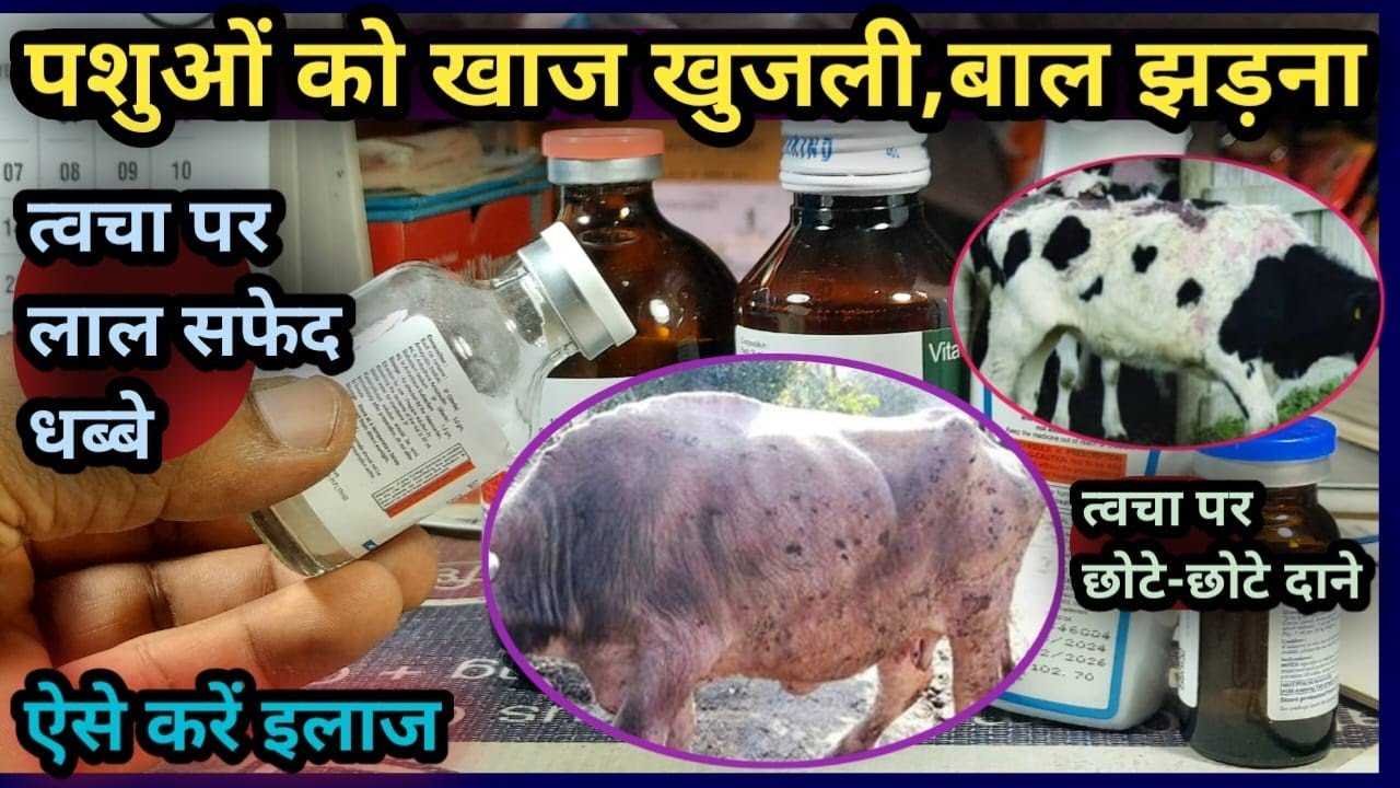 👉पशुओं को खाज खुजली||त्वचा पर लाल सफेद धब्बे||त्वचा पर छोटे-छोटे दाने||Skin Disease, Dermatitis ETC