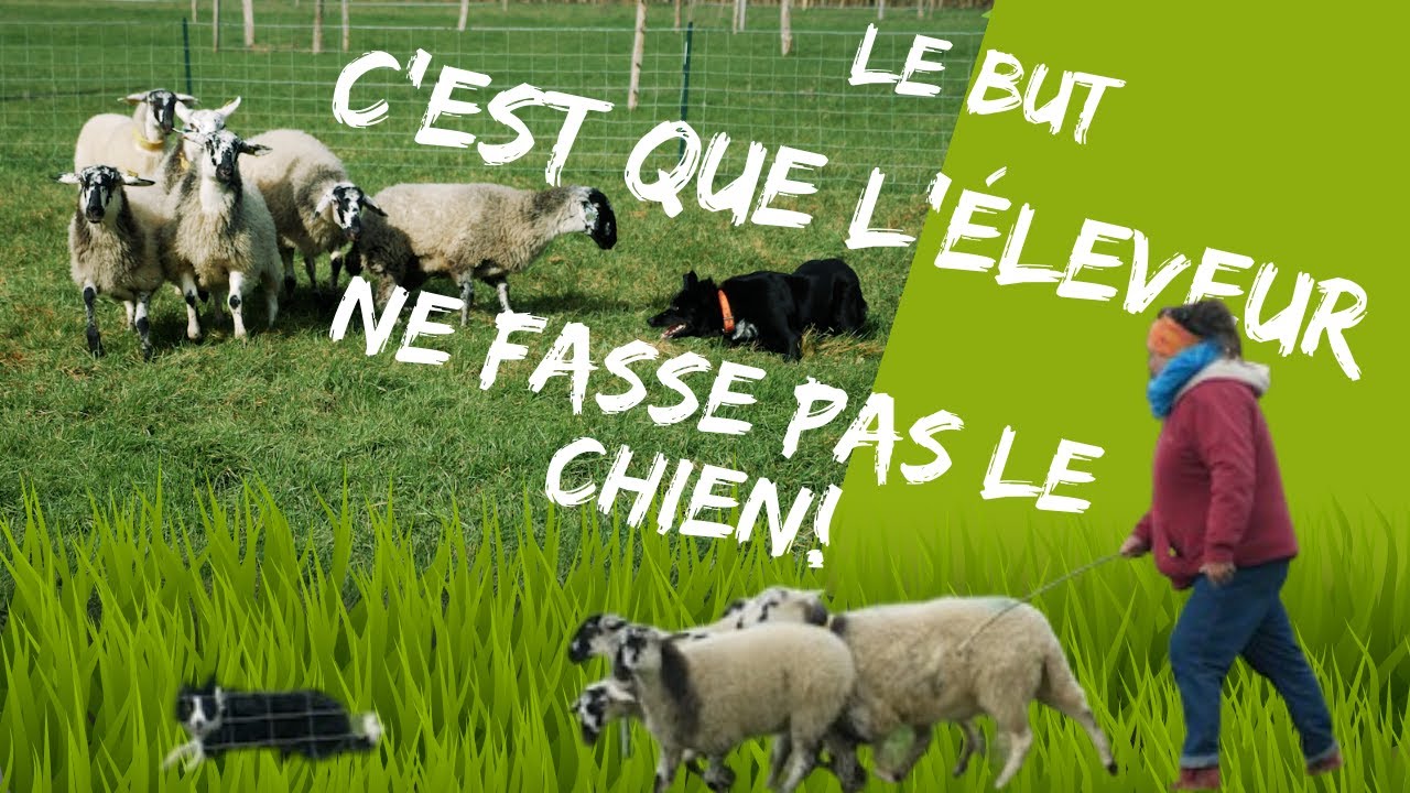 Comment former un chien (et son maître!?) à mener un troupeau