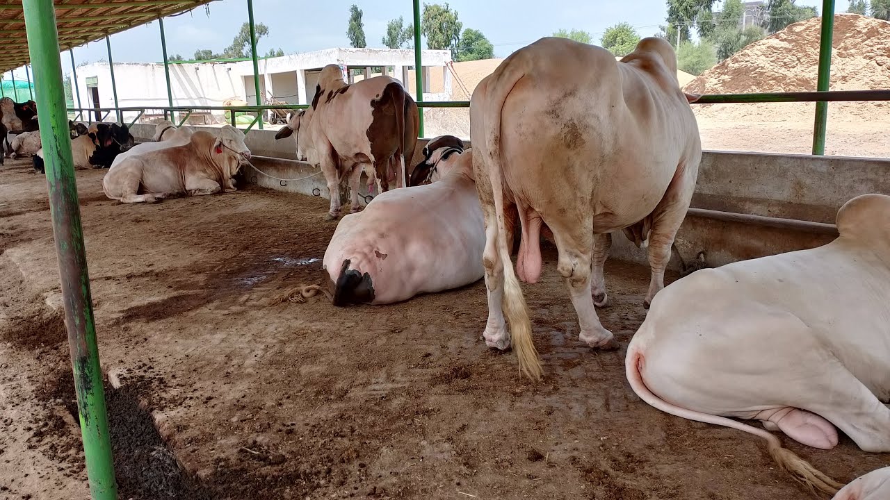 AnimalsVideos 360 is live!