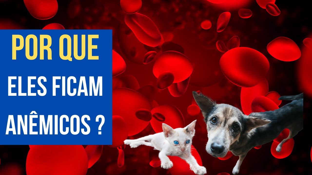 7 causas de anemia em cães e gatos
