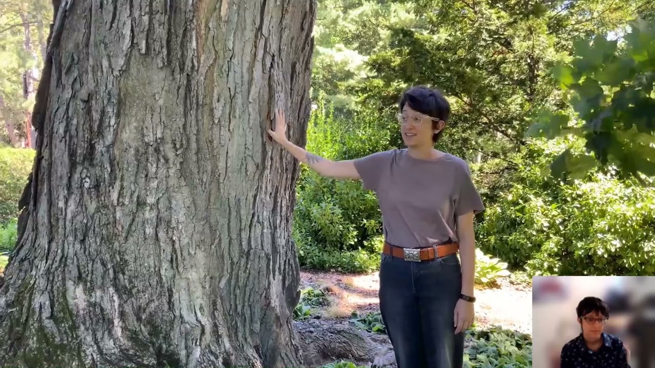 Rooted Perspectives: Great Tree Stories