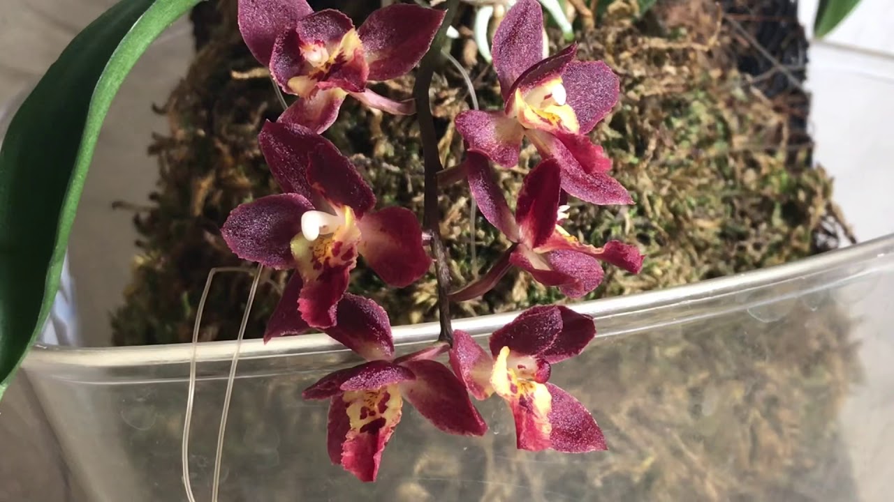 Орхидея onc. Meshaara Chian- Tzy Ruby &ldquo;CT-Golden Chocolate&rdquo;
