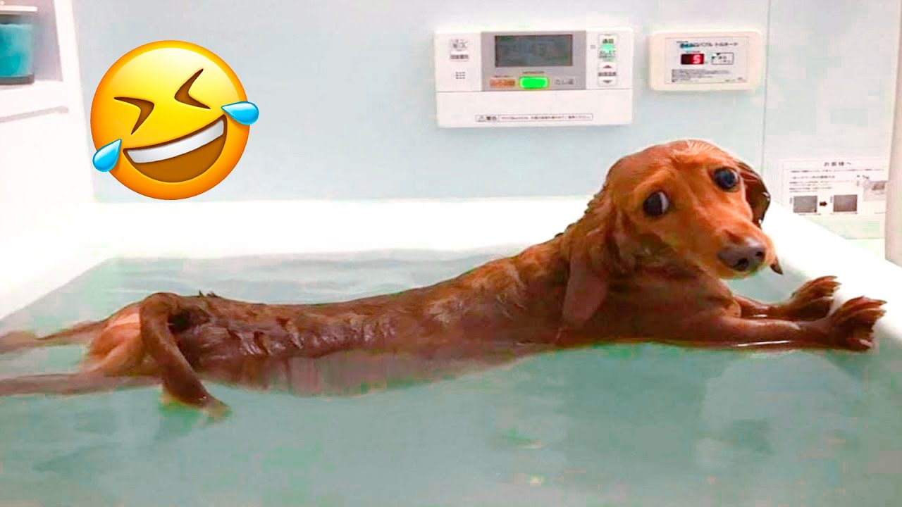 Funny Cat And Dog Videos 😅 - Cutest Animals 😇