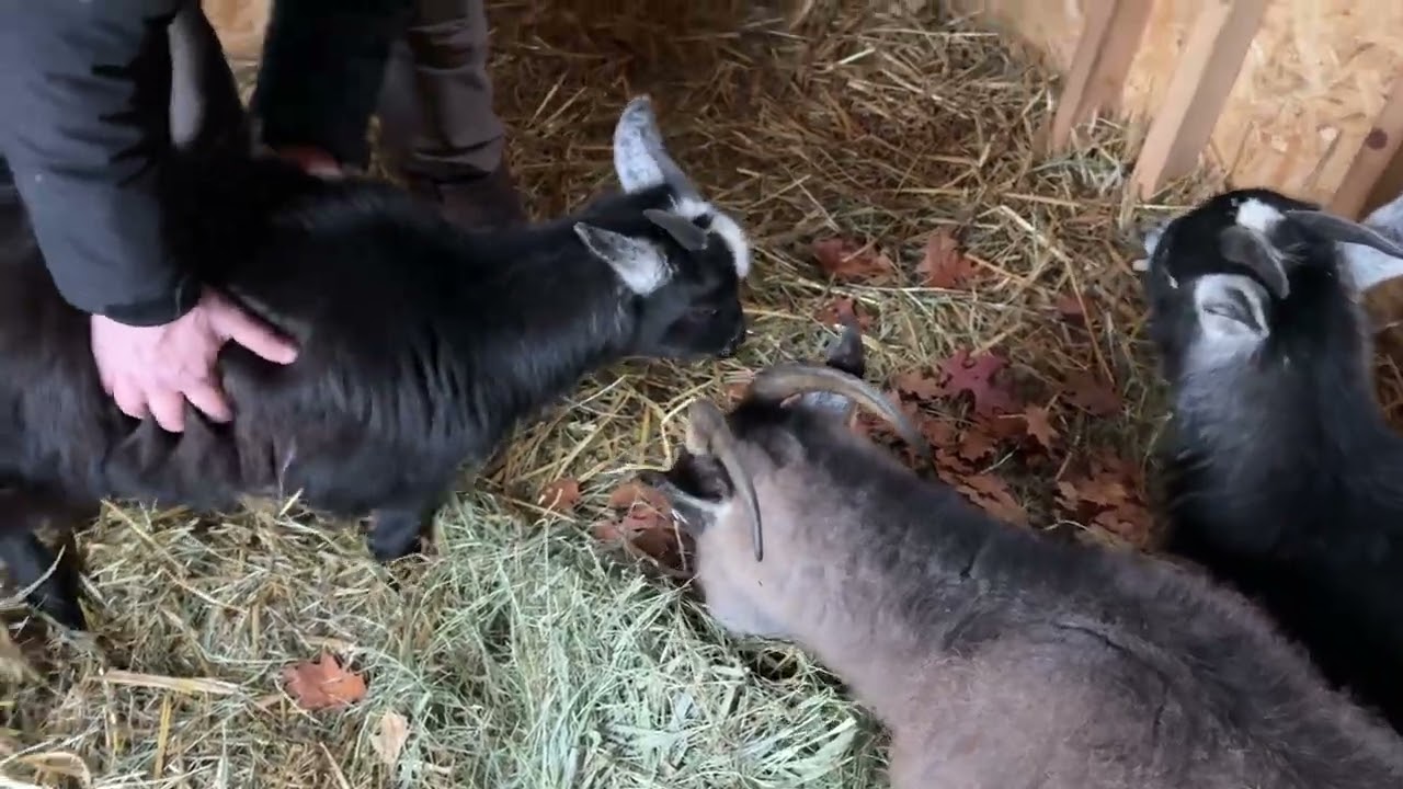 Rainy day snack for the goats!