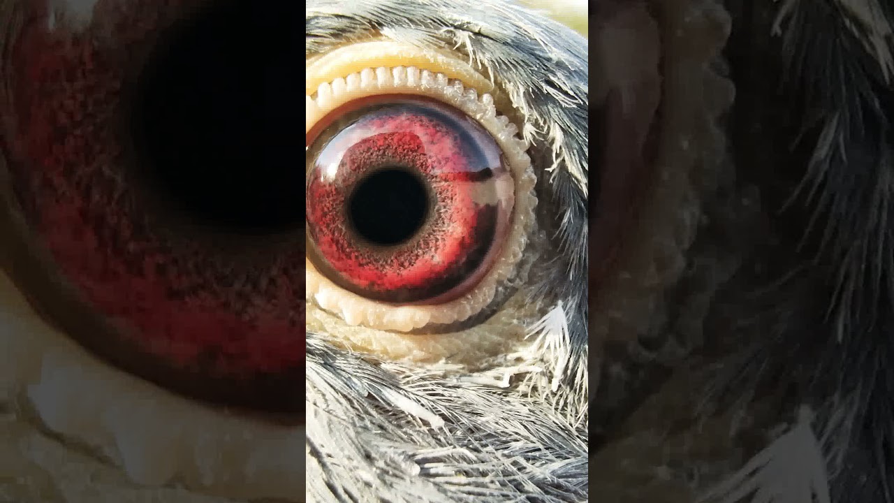 1,5 Month youngsters with wonderful Breeding Eye-Racing Pigeons