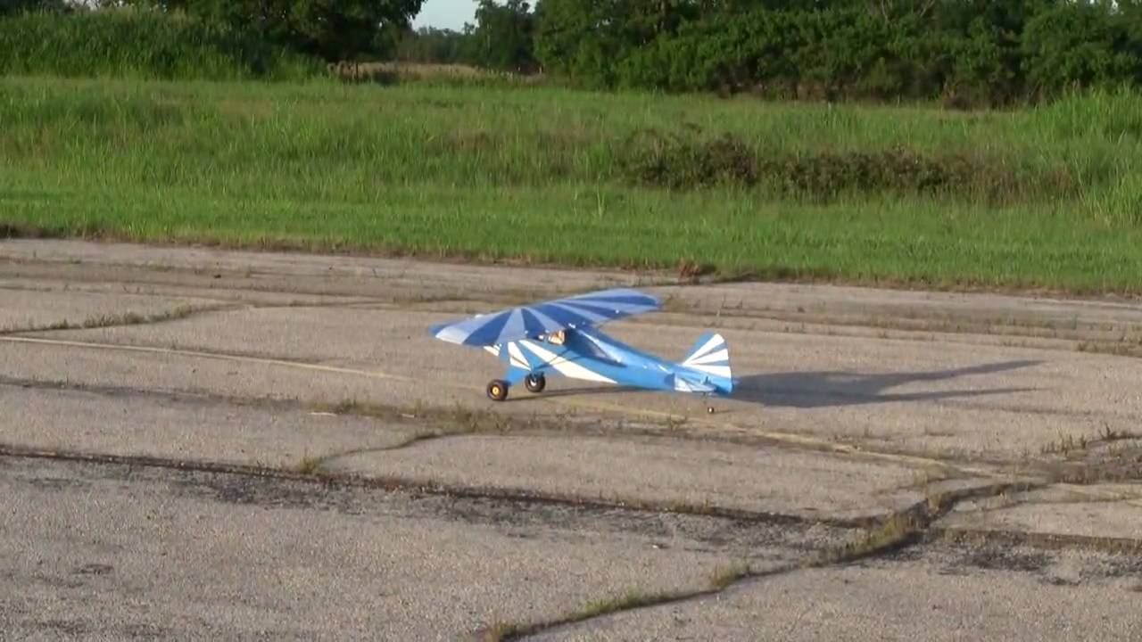 Clipped Wing Cub-Maiden Day