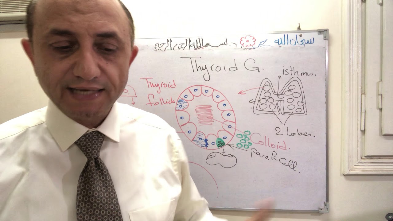 Endocrine- thyroid gland