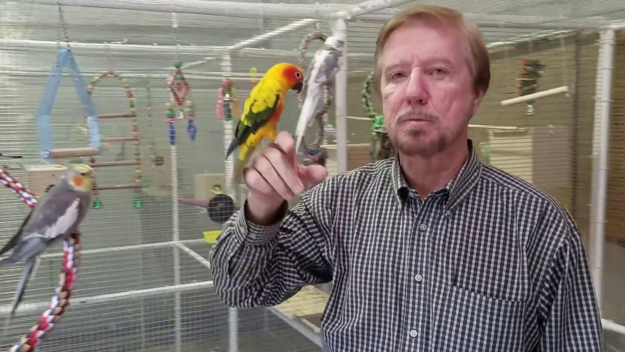 EZ Cage Walk-In Bird Aviary Video Tour