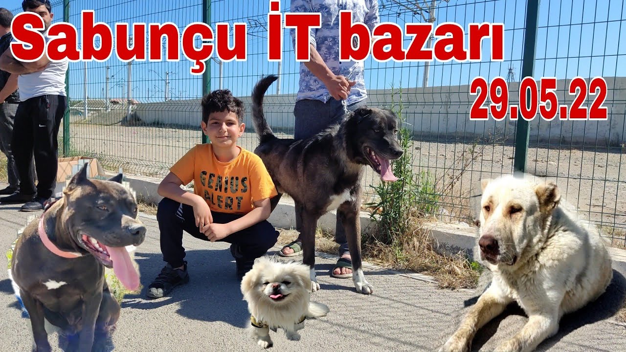 Sabunçu İT bazarı 29.05.22 #mubarizemintv #sabuncuitbazari #sabuncuqusbazari #sabuncutoyuqbazari