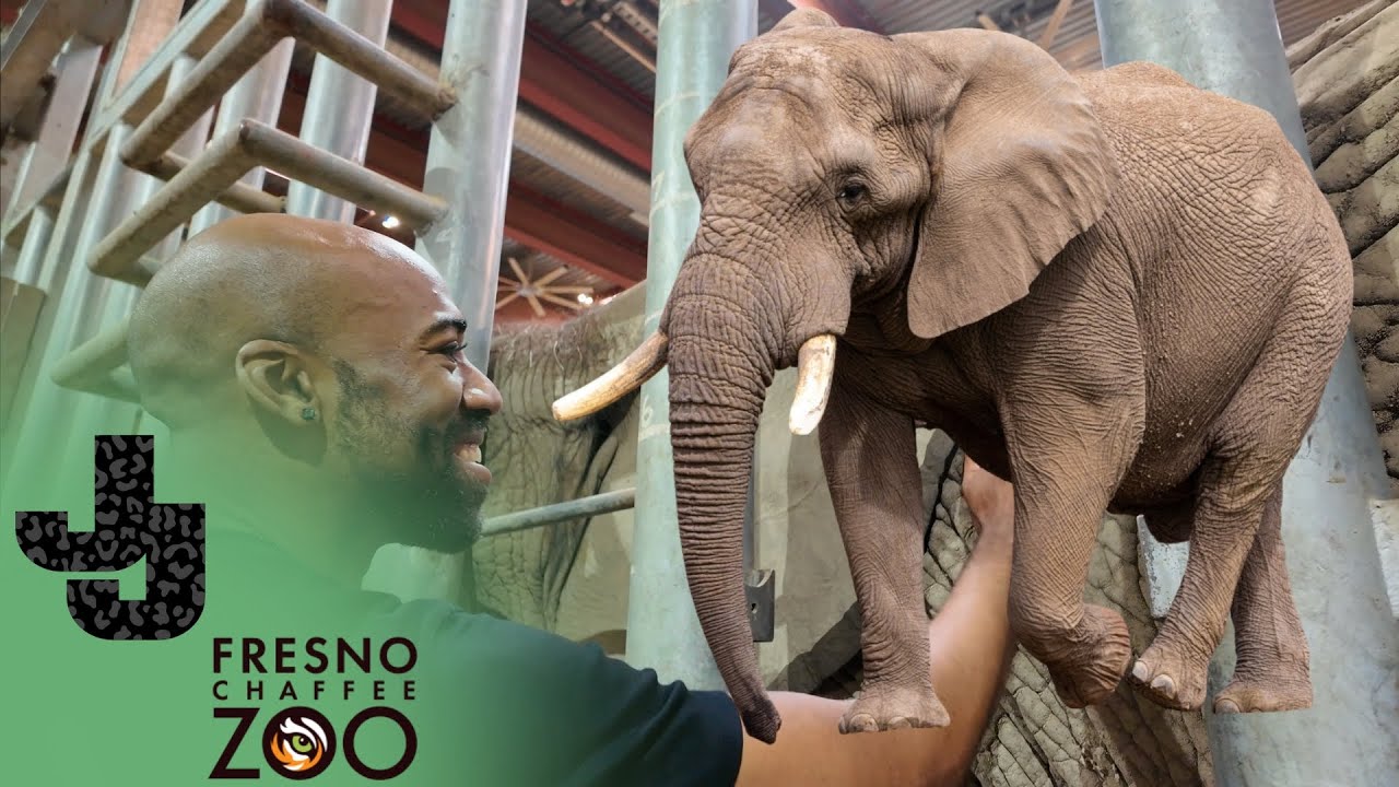 I Touched an Elephant?! Behind the Scenes at Fresno Chaffee Zoo!