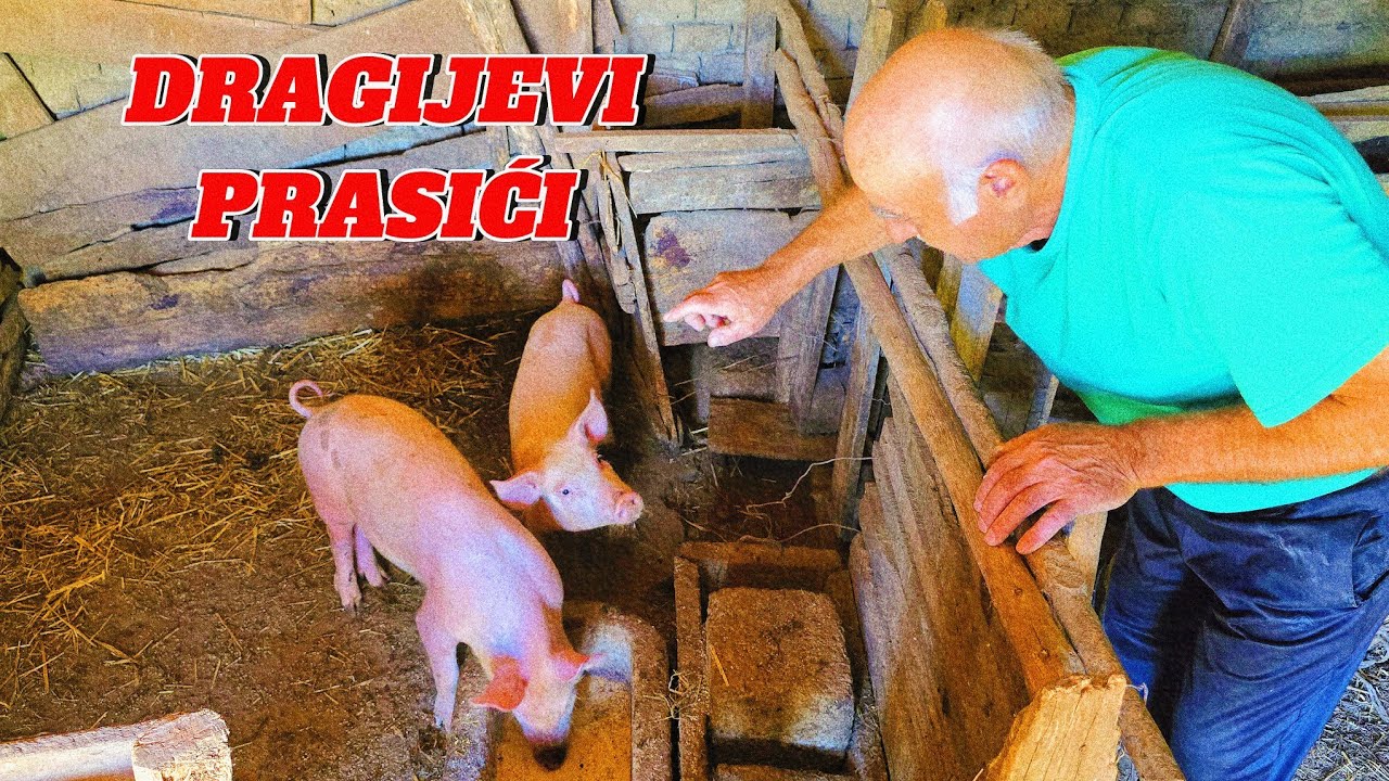 BESNI DRAGIJEVI NOVI LJUBIMCI! *obožava ih*