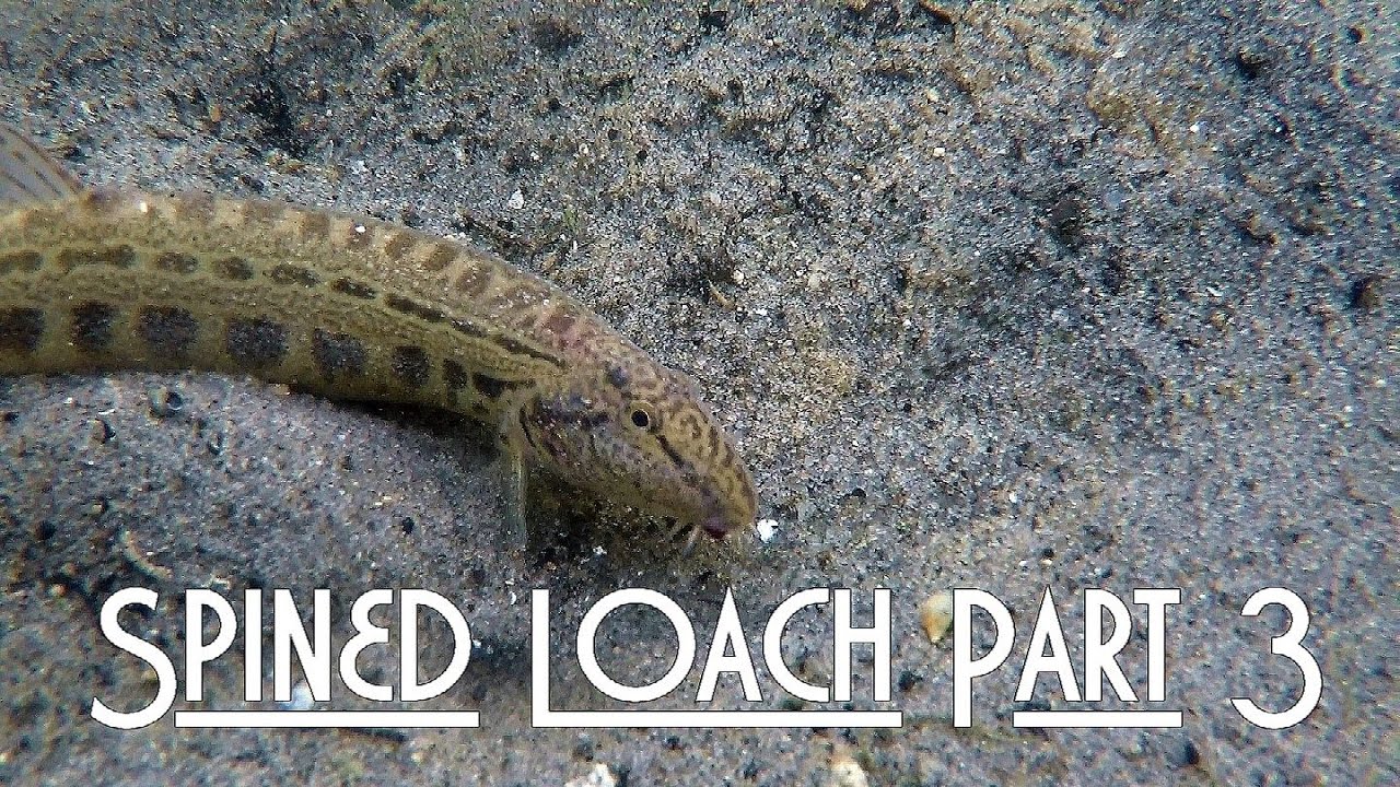Spined loach (Cobitis taenia) Part 3 - Koza pospolita Subtitles [ENG]