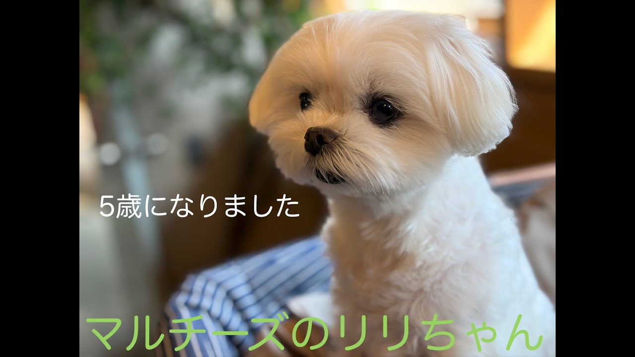 5歳になりました