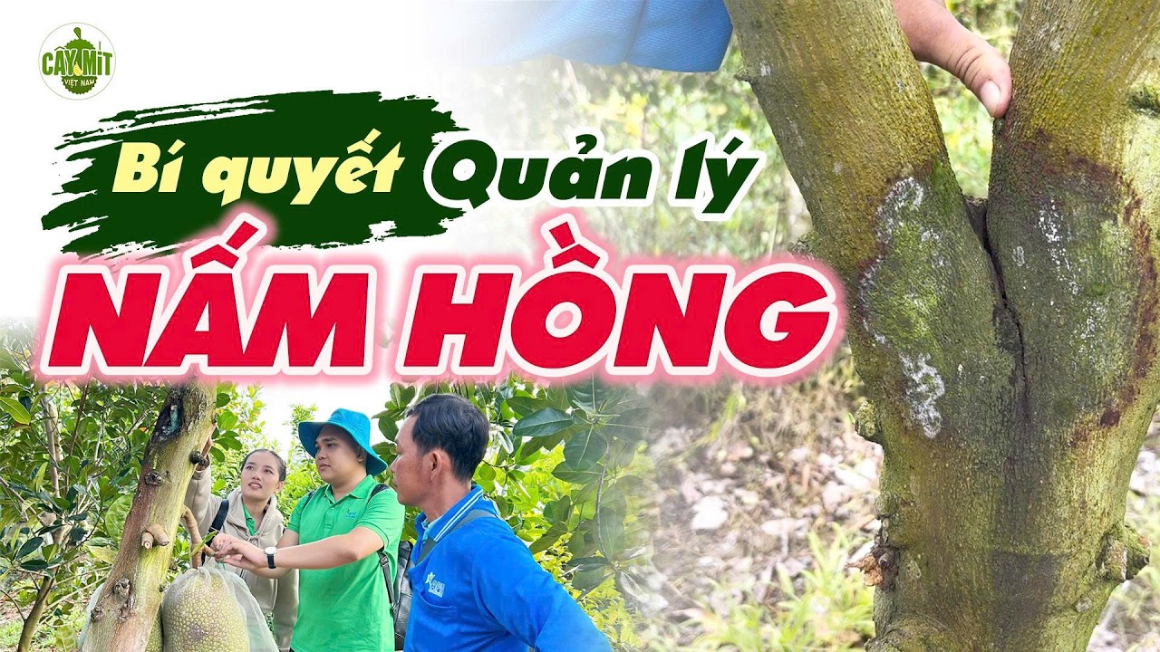 QUẢN LÝ NẤM HỒNG GIAI ĐOẠN MANG TRÁI 