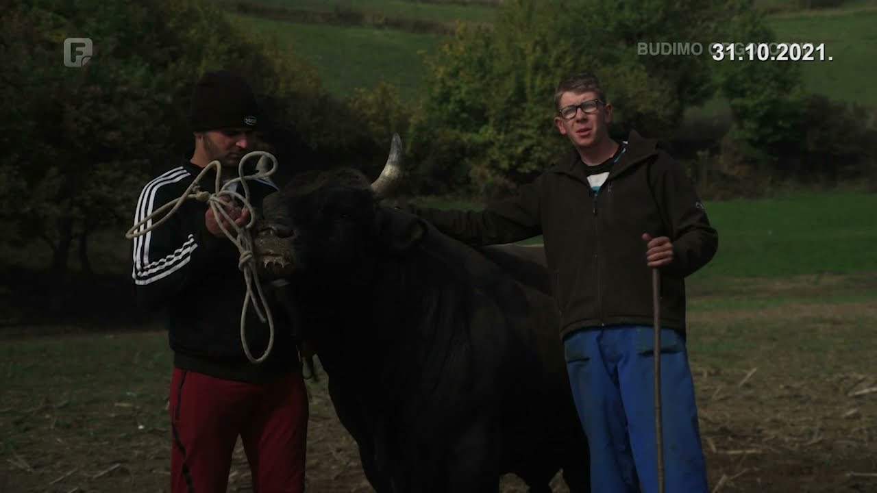 PRIČA O JELENKU - Biku kojem su digli spomenik u Goduši kraj Visokog