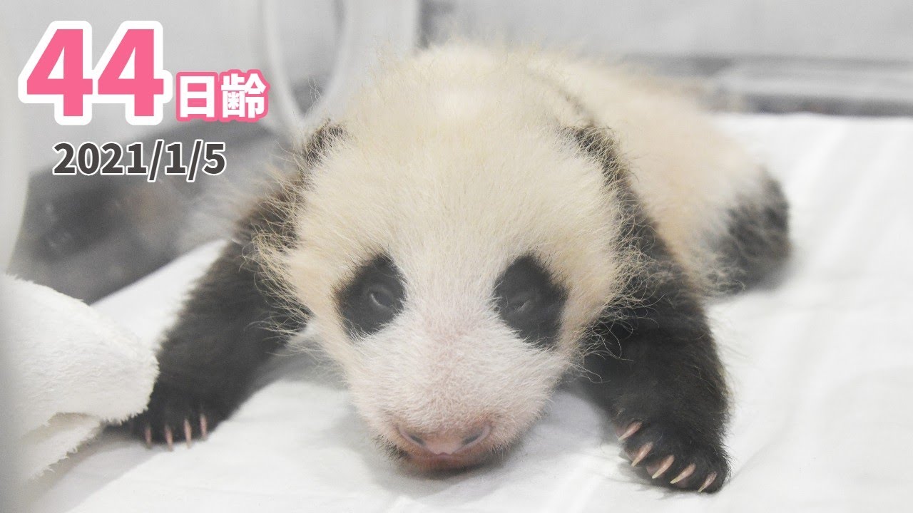 【パンダの赤ちゃん】右目がぱっちり開きました！（44日齢）