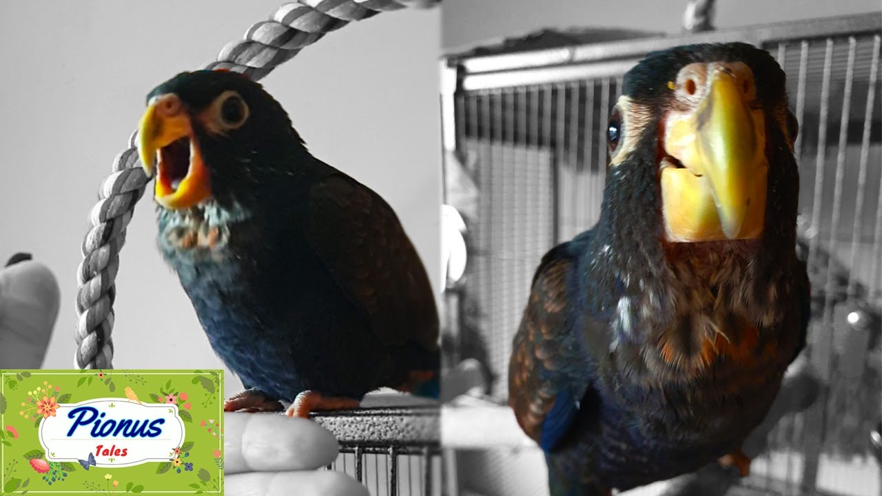 Baby Pionus Parrot Noises