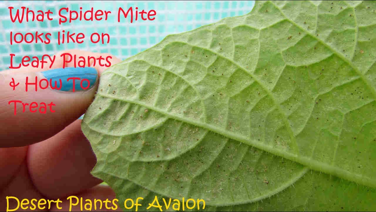 SPIDER MITE ON PLANTS, WHAT IT LOOKS LIKE & HOW TO TREAT #houseplants #plants #gardening