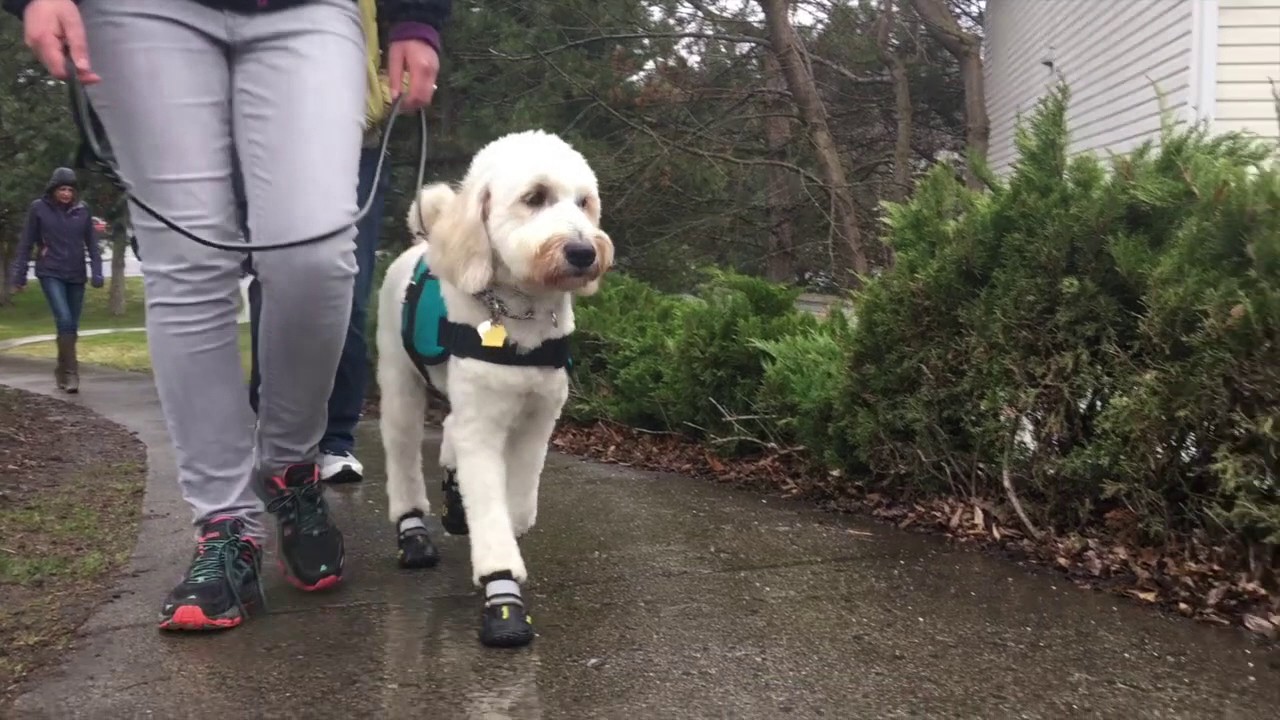 Charley: Seizure Response Dog